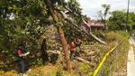 Ini Dia Pohon yang Diduga Sebabkan Blackout 3 Provinsi di Jawa