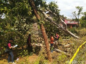 Heboh Pohon Sengon Dituding Biang Kerok Listrik Padam