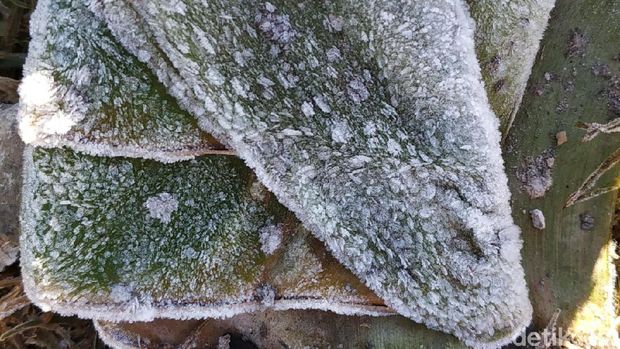 Suhu di Dieng Anjlok Hingga Minus 11 Derajat, Embun Es Makin Tebal