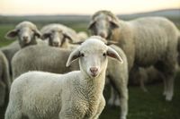 Sering Dianggap Sama, Ini Beda Daging 'Lamb' dan Mutton'