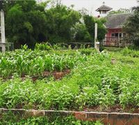 Mau Jadi Petani Muda yang Keren? Gabunglah di Sekolah Seniman Pangan