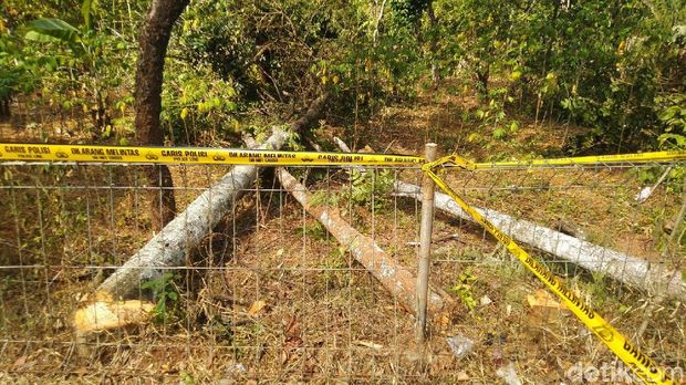 Diduga ada 5 pohon yang menyebabkan korsleting