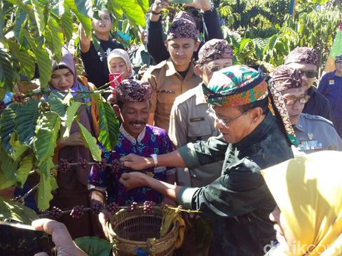 Hasilkan 720 Ton/Tahun, Bupati Genjot Produksi Petani Kopi Ciamis