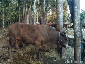 Jokowi Sumbang Seekor Sapi Seberat 1,1 Ton di Gunungkidul