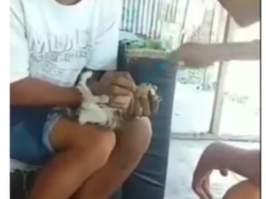 Viral Pemuda Beri Minuman Keras ke Anak Kucing Sampai Sulit Bangun