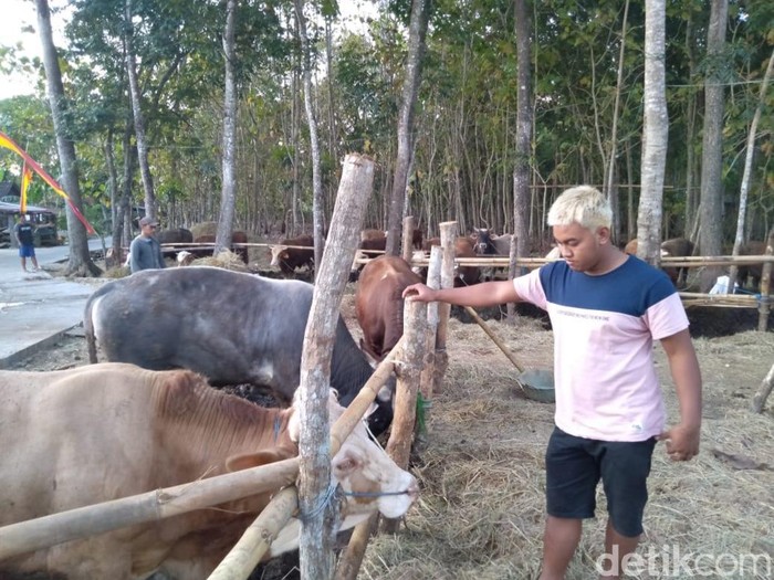 Sapi yang dijual pedagang sapi di Dusun Plumbon Lor, Desa Logandeng, Playen, Gunungkidul.