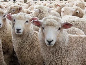 Sering Dianggap Sama, Ini Beda Daging Lamb dan Mutton