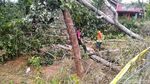 Ini Dia Pohon yang Diduga Sebabkan Blackout 3 Provinsi di Jawa