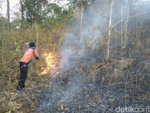 4 Hektare Lahan Jati dan Sono di Wonogiri Terbakar