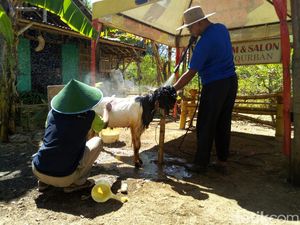 Menengok Showroom dan Salon Kambing untuk Kurban di Ponorogo