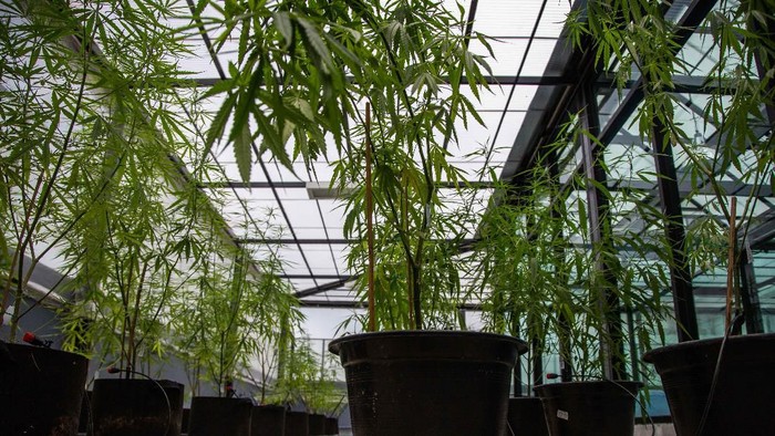 Thailand jadi negara pertama di Asia Tenggara yang legalkan ganja untuk medis dan iptek. (Foto: Lauren DeCicca/Getty Images) Thailand jadi negara pertama di Asia Tenggara yang legalkan ganja untuk medis dan iptek. (Foto: Lauren DeCicca/Getty Images)