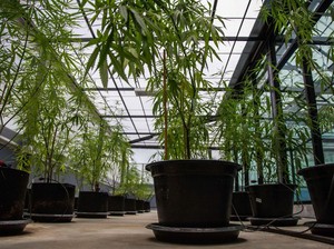 Riset Ganja Medis Terhambat, Perlukah Ajak Ilmuwan Malaysia dan Thailand?