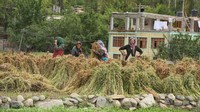 Tahun 2010, Desa Turtuk sudah terbuka untuk wisata. Meski yang datang belum banyak, tetapi mereka senang ketika ada turis yang datang dan akan mengenalkan kehidupan mereka (BBC Travel)