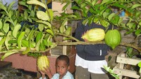 Warga berbondong-bondong mengabadikan foto buah jeruk yang super besar mirip seperti buah pepaya. Foto: Istimewa