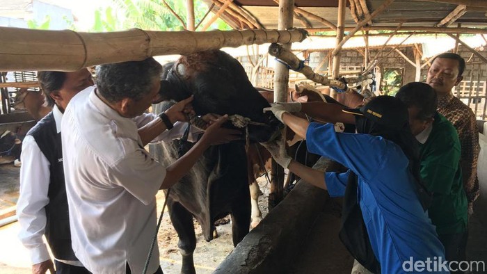 Banyak Hewan Kurban di Mojokerto Ditemukan Terjangkit Beragam Penyakit