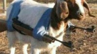 Saking takutnya disembelih, kambing yang satu ini sampai mempersenjatai diri. Waduh jangan dianggap serius ya, ini hanya meme. Foto: istimewa