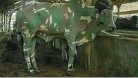 Teknik menyamar tampaknya jadi meme paling populer. Sapi yang ini juga menyamar belang ala tentara.  Foto: istimewa