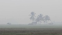 Pemerintah Kabupaten Aceh Barat bersama instansi terkait telah menetapkan status keadaan siaga darurat bencana asap yang ditimbulkan akibat Kebakaran Hutan dan Lahan (Karhutla) mengingat kebakaran lahan terus meluas dari 50 hektar menjadi 121,8 hektar yang tersebar di tujuh kecamatan di kabupaten setempat. ANTARA FOTO/Syifa Yulinnas.