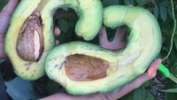 Buah alpukat ini memiliki bentuk yang berbeda dari biasanya. Bentuknya lebih panjang dan melengkung. Foto: Istimewa