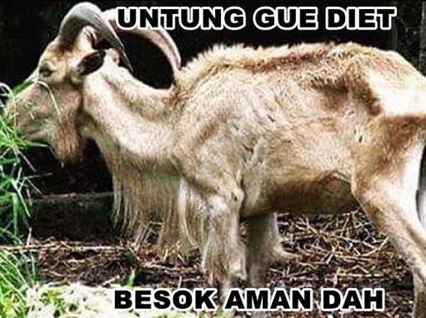 Jelang Idul Adha Ini Meme Hewan Kurban Bikinan Netizen