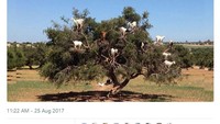 Seperti ini kira-kira pemandangan pohon yang dinaiki beberapa kambing. Mungkin ini jadi strategi si kambing untuk kabur. Foto: istimewa