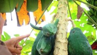 Sempat menghebohkan warga sekitar, buah pepaya ini tumbuh dengan tanduk sehingga bentuknya seperti banteng. Foto: Istimewa