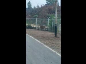 Diduga Ada 2 Harimau yang Muncul di Area Ladang Minyak Riau