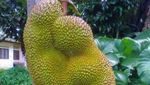 10 Buah Berbentuk Tak Wajar Ini Bikin Orang Tercengang