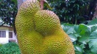 Masih bergangung di atas pohonnya, buah nangka ini membetuk potrait seperti bayi yang sedang berpelukan. Foto: Istimewa