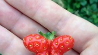 Ini bukan kupu-kupu yang sedang hinggap di tangan, ini buah strawberry yang menyerupkai kupu-kupu. Foto: Istimewa
