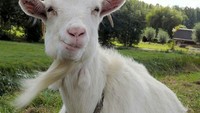 Kambing yang satu ini sudah pasrah, ia malah sempat pamit dari kandang. Tujuannya adalah kuah rendang, hmm mungkin jadi sate juga kali ya.  Foto: istimewa