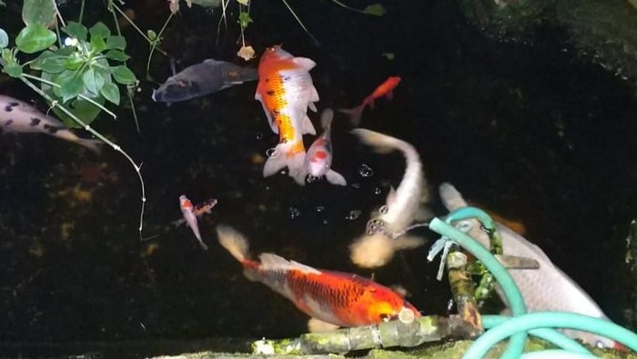 Listrik Padam Masuk Pengadilan Gegara Kematian Ikan