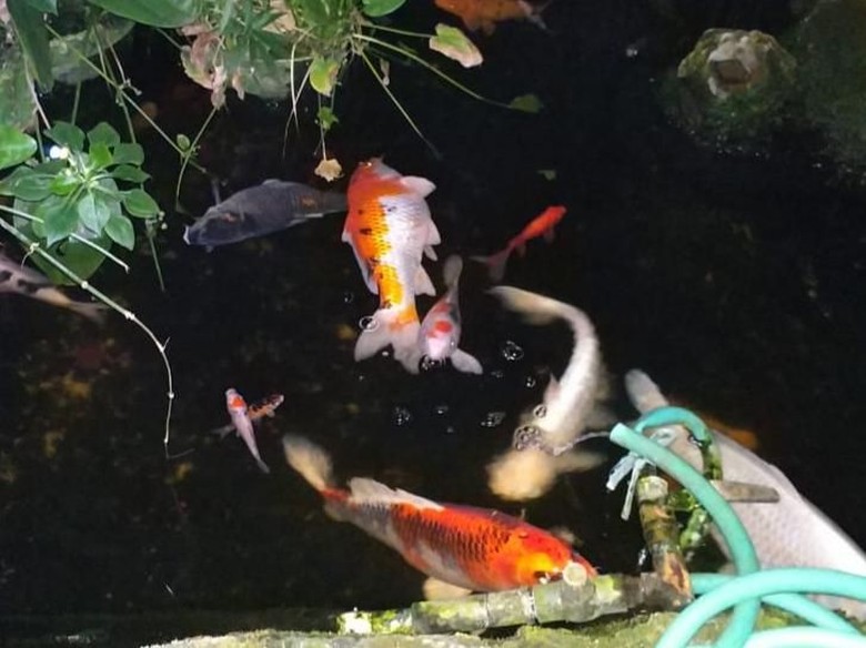 Ikan Koinya Mati, 2 Warga Jaksel Gugat PLN ke PN Jaksel Ikan Koinya Mati, 2 Warga Jaksel Gugat PLN ke PN Jaksel