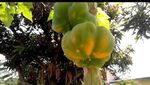 10 Buah Berbentuk Tak Wajar Ini Bikin Orang Tercengang