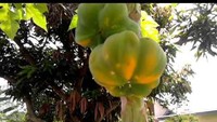 Lain halnya dengan buah pepaya yang satu ini. Pepaya ini tumbuh dengan bentuk seperti labu. Foto: Istimewa
