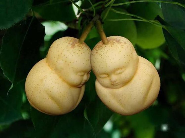 10 Buah Berbentuk Tak Wajar Ini Bikin Orang Tercengang