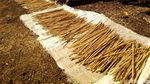 Laris Manis Penjualan Tusuk Sate Tradisional Jelang Idul Adha