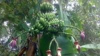 Jika biasanya tanaman pohon pisang hanya tumbuh dengan 1 jantung pisang, lain halnya dengan pohon pisang ini yang memiliki 5 jantung sekaligus. Foto: Istimewa