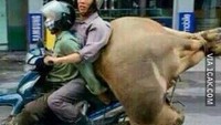 Ya ampun, padahal kan sapinya bisa dibawa pakai mobil bak terbuka. Kenapa memaksa dibawa pakai motor? Foto: istimewa