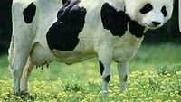 Tak mau malah dari kambing, sapi yang ini juga menyamar jadi panda. Tapi penyamarannya pasti gagal sih. Foto: istimewa