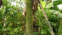 Sering terjadi, tetapi tampilan buah pisang dengan seribu sisir ini sempat buat orang terheran-heran. Foto: Istimewa