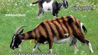 Kambing yang ini berbulu belang seperti harimau. Katanya ini jadi strategi penyamaran. Foto: istimewa
