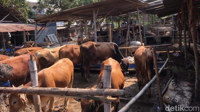 Menjelang Hari Raya Idul Adha, masih marak sapi dan kambing yang tak layak untuk kurban di lapak para pedagang. Selain belum cukup umur, banyak hewan kurban tak layak karena terjangkit beragam penyakit.