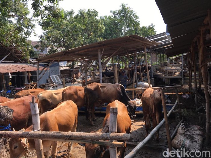 Menjelang Hari Raya Idul Adha, masih marak sapi dan kambing yang tak layak untuk kurban di lapak para pedagang. Selain belum cukup umur, banyak hewan kurban tak layak karena terjangkit beragam penyakit.