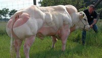 Saat memilih sapi kurban pastilah dipilih yang gemuk dan kekar. Tapi kalau sapinya seperti ini kira-kira ada yang berani menyembelih nggak ya? Foto: istimewa