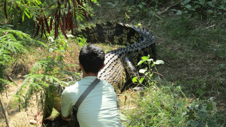 BKSDA Evakuasi 2 Lumba-lumba dan 3 Buaya Muara dari Hotel di Bali