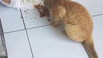 Begini Tingkah Kucing Oren yang Nyebelin Sekaligus Kocak
