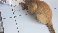 Habis ngerebut makanan manusia, akhirnya kucing oren bisa merasakan makanan nasi box. Foto: Istimewa