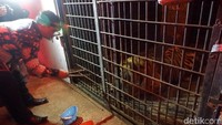Pengunjung diajak masuk ke ruangan khusus untuk melihat Harimau dari dekat. Namun, suara raungan harimau membuat beberapa pengunjung sempat takut. (Uje Hartono/detikcom)