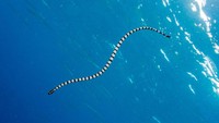 Ular paling berbisa di dunia adalah Belchers Sea Snake (Hydrophis belcheri). Bisa ular laut ini 100 kali lebih mematikan dari ular pada pada umumnya. Ular ini ada di Filipina, perairan Maluku serta Oseania. (iStock)